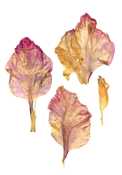 petali gladiolo premuto isolati - gladiolus single flower stem isolated foto e immagini stock