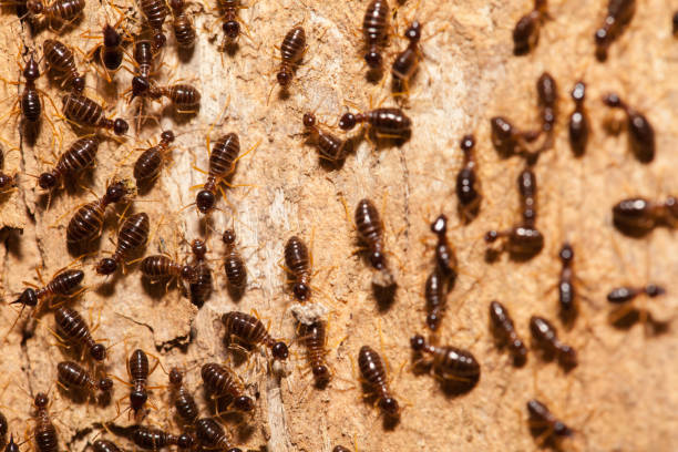 istock Termite work as team in the nature 600684288