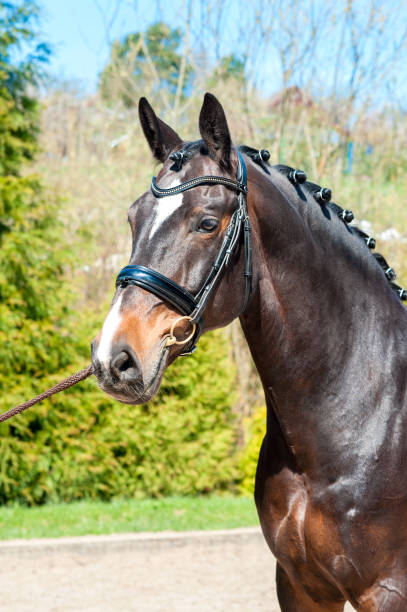 istock Purebred braided horse portrait. Multicolored summertime outdoors image. 600685224