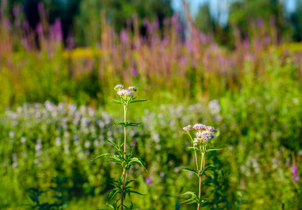 cultivo de cáñamo de floración rosada frente a otras plantas silvestres - mentha aquatica fotografías e imágenes de stock