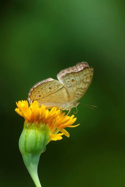 istock Butterfly on a yellow flower 600685318
