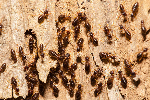 istock Termite work as team in the nature 600685696