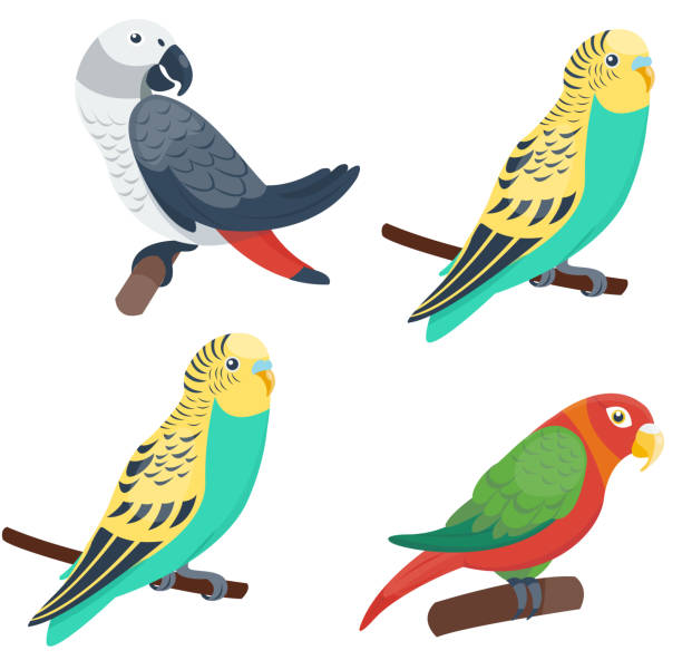 ilustrações, clipart, desenhos animados e ícones de papagaios desenho defina vetor - parrot multi colored bird perching