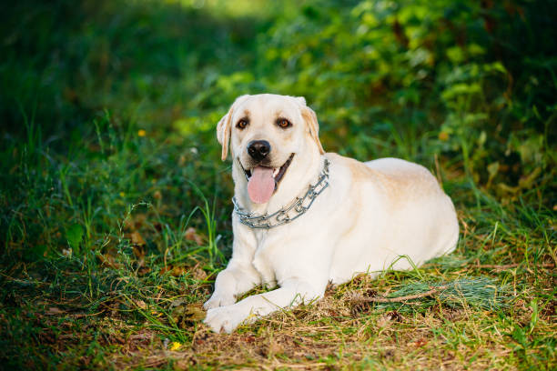 istock Happy White Labrador Retriever Dog Sitting In Grass, Park Background 600686464