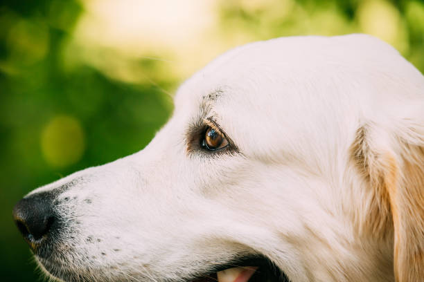 istock Side View Head Muzzle Portrait  Yellow Golden Labrador Retriever Dog 600686758