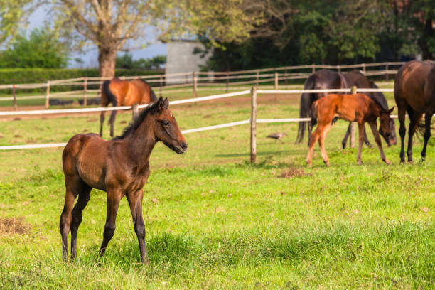 istock Horse Foals  Farm 600687248