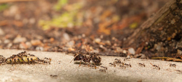 Big headed ant team work stock photo