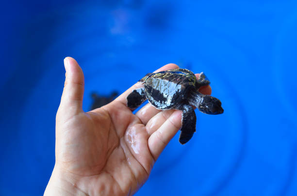 istock Hand holding newly hatched baby turtle 600687974