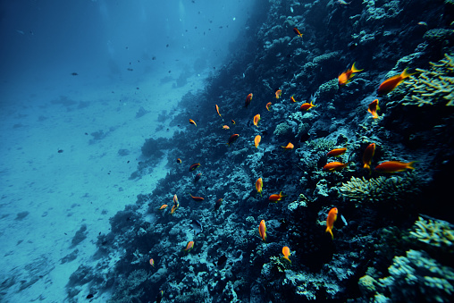 horizontal shot of tropical fishes swimming underwater near soft corals, sealife background.