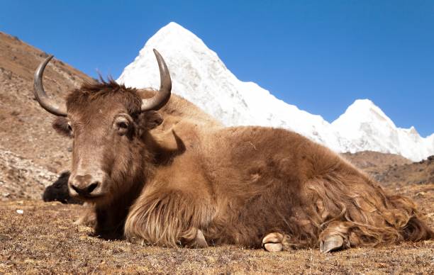 istock Yak and mount Pumo ri - Nepal 600688382