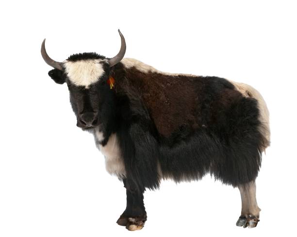 istock Black and white yak isolated on white background 600690076