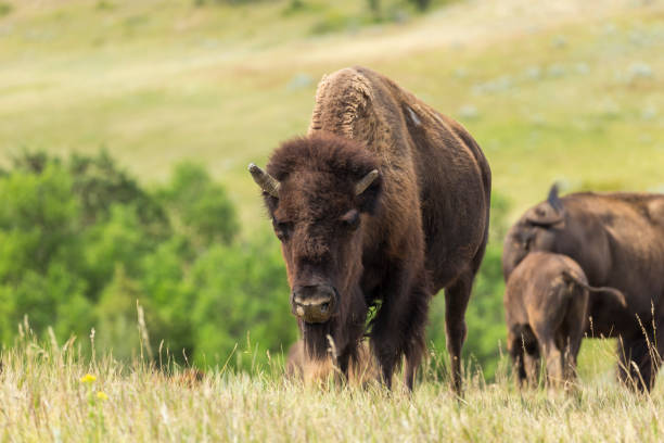 bufalo selvaggio - american bison north dakota theodore roosevelt national park badlands foto e immagini stock