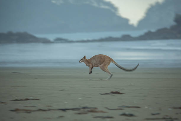istock Kangaroo jumping on the beach-Australia 600692178