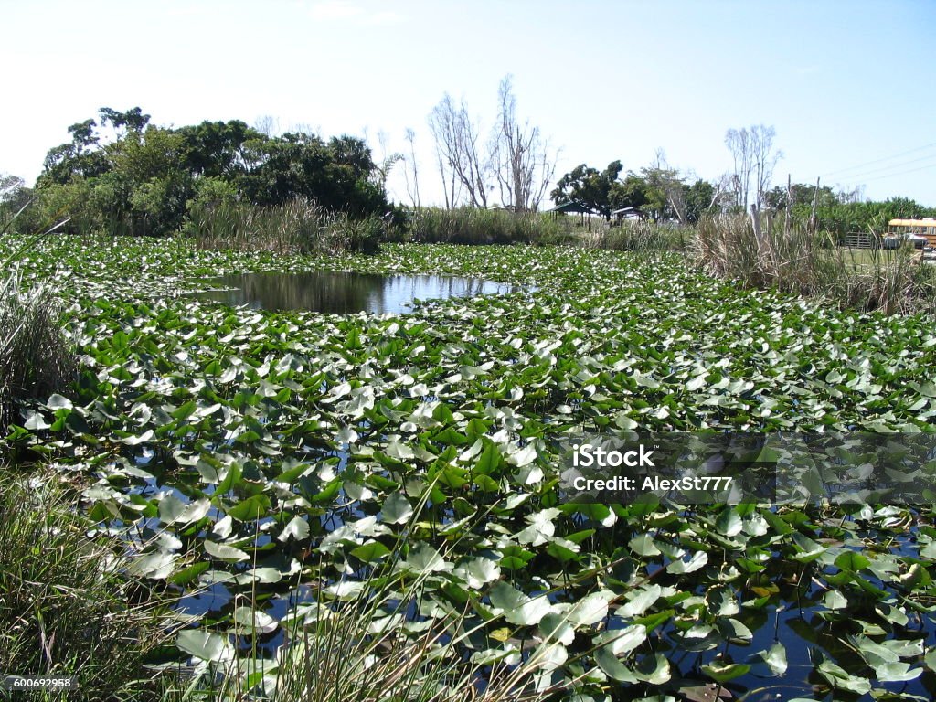 USA, Miami, nature reserve, crocodile farm; США, Майами, заповедник, крокодилья ферм Algae Stock Photo