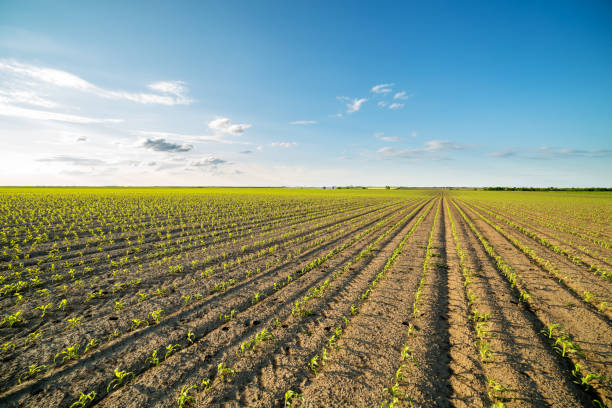 istock Green corn maize field in early stage. 600693404