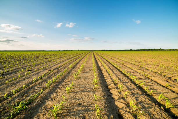 istock Green corn maize field in early stage. 600693474