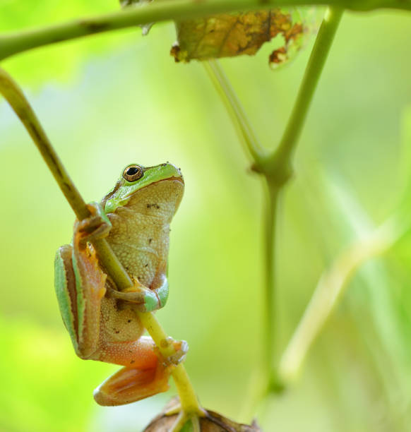 istock Australian Green Tree Frog sitting on a vine 600694468