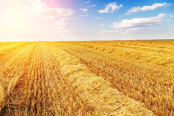 istock Golden ripe wheat field, just before harvesting. 600694954
