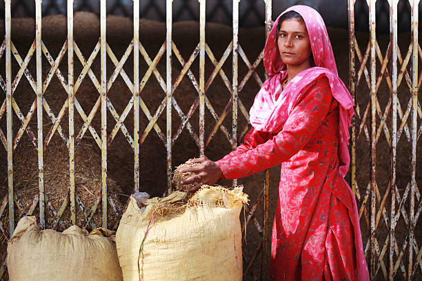 istock Women Picking shaff for domestic cattle 600695212