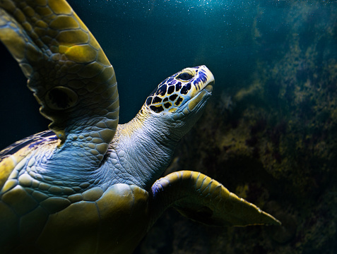 A closeup of a sea turtle swimming in the blue water