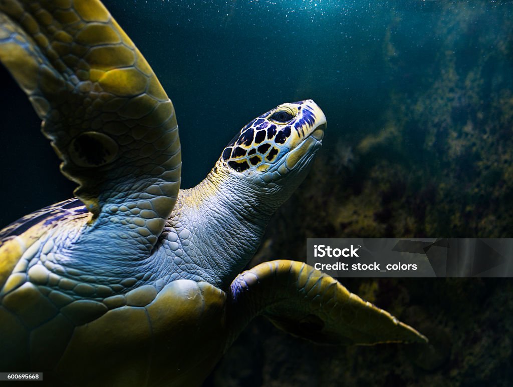 turtle swimming underwater side view of colorful turtle swimming underwater.sea life background. Sea Turtle Stock Photo