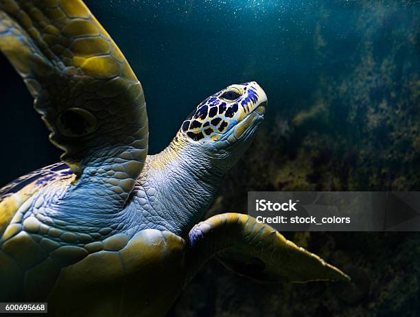 Turtle Swimming Underwater Stock Photo - Download Image Now - Sea Turtle, Sea Life, Turtle