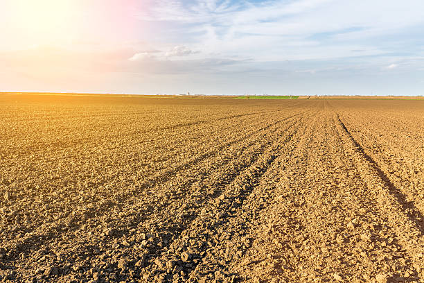 istock Fertile land, arable crop field. 600696128