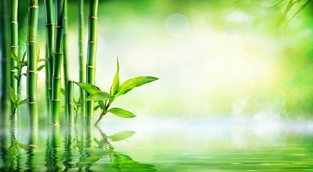 istock Bamboo Background - Lush Foliage With Reflection In The Water 600696288