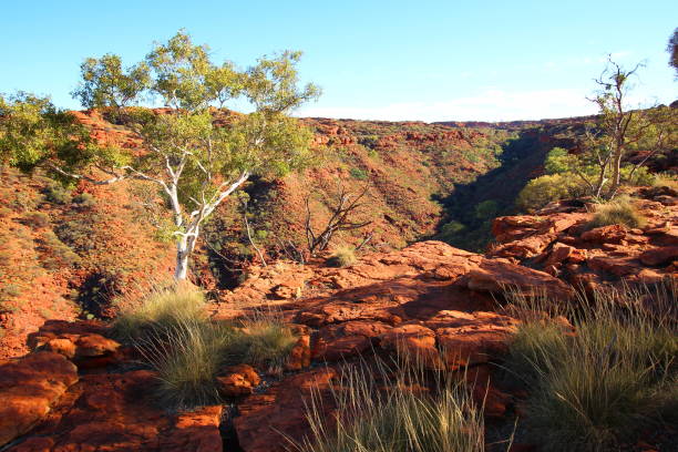 istock Kings Canyon, Australia 600697158