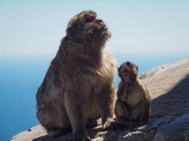 istock Barbary macaques or apes, Macaca sylvanus, mother with baby 600697450