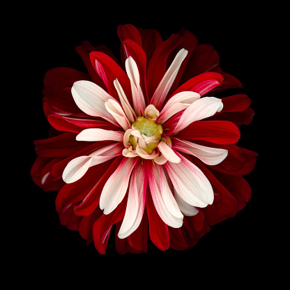 A red and white dahlia isolated on a black background.