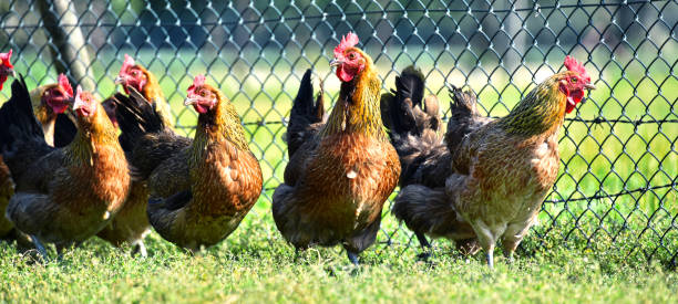 istock Chickens on traditional free range poultry farm 600700046