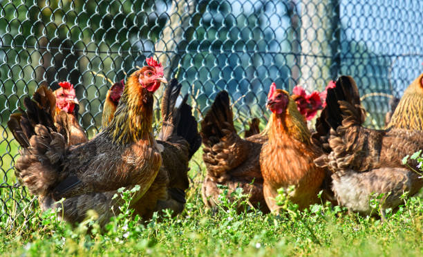 istock Chickens on traditional free range poultry farm 600700406