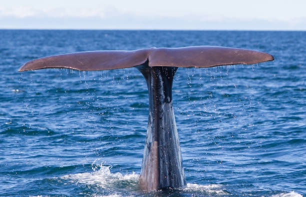 istock Tail of a Sperm Whale diving 600700506