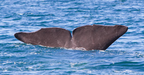 istock Tail of a Sperm Whale diving 600700522