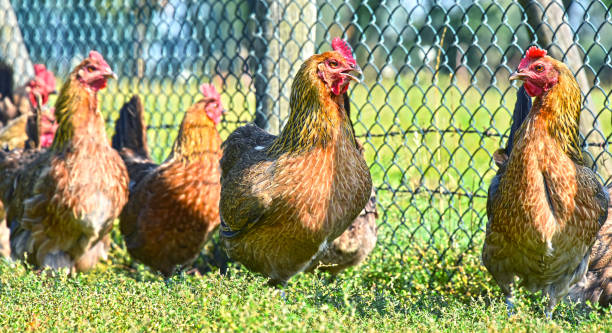 istock Chickens on traditional free range poultry farm 600700870