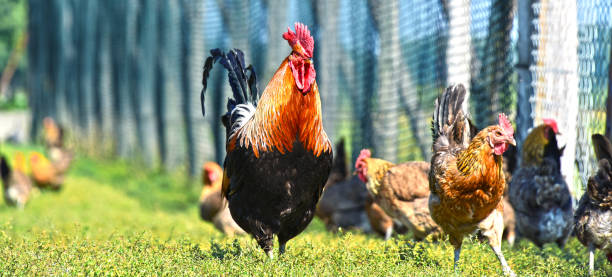 istock Chickens on traditional free range poultry farm 600701018
