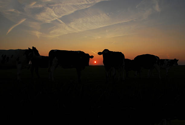 Friesland in the Netherlands; Cycle of a Sunset between Holstein cow.