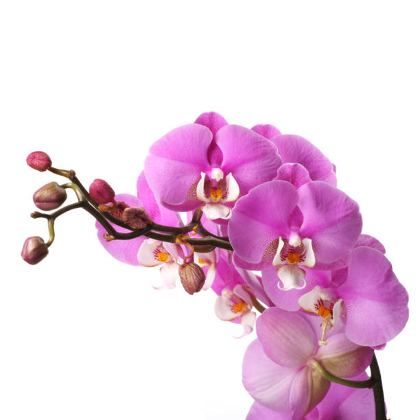 istock Pink streaked orchid flower 600701654