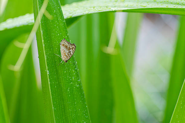 istock butterfly on the leaves . 600701908