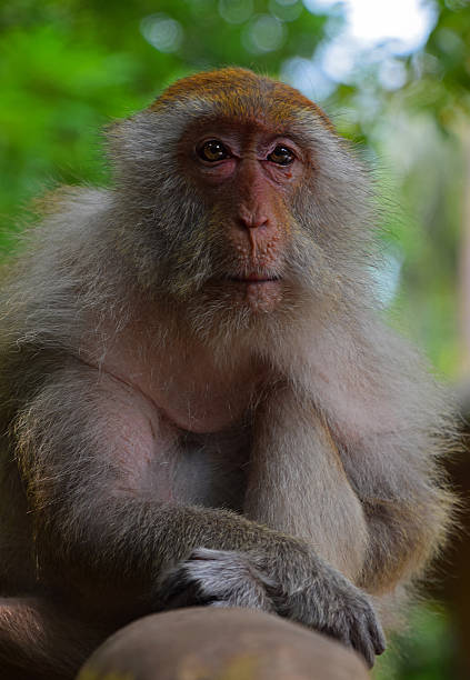 istock Close-Up Of Monkey Sitting Outdoors 600842437