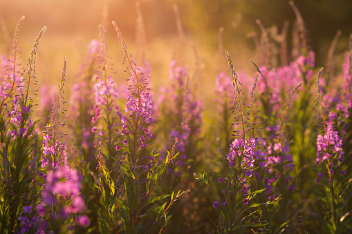 Willow-herb purple flowers in the sunlight at sunset. Selective focus with shallow depth of field