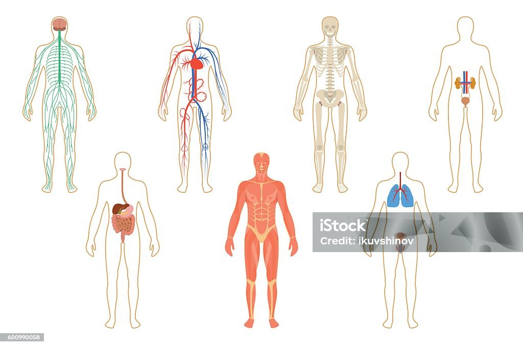 Reihe von menschlichen Organen und Systemen - Lizenzfrei Menschlicher Körper Vektorgrafik