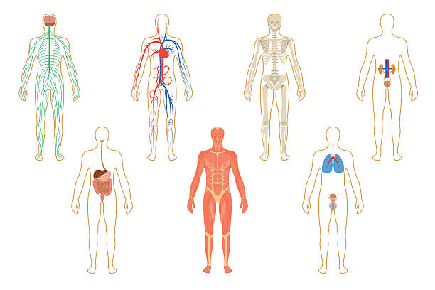 набор человеческих органов и систем - human cardiovascular system human heart human vein blood flow stock illustrations