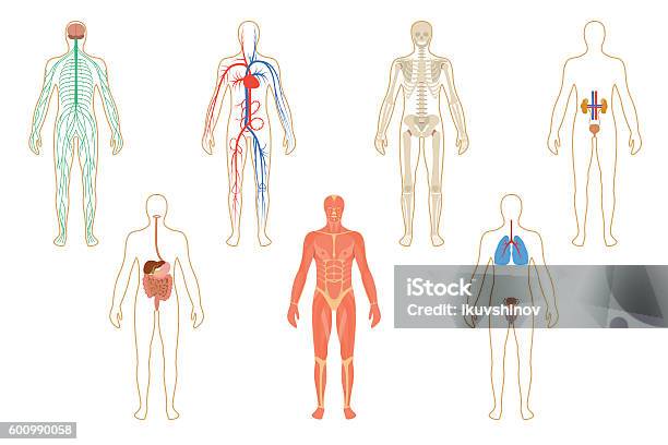 Set Of Human Organs And Systems Stock Illustration - Download Image Now - The Human Body, Human Nervous System, Illustration