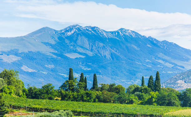 ブドウ畑の農村景観 - winery vineyard california town of vineyard ストックフォトと画像