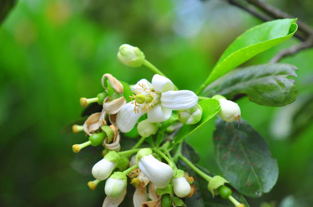 fleur de pamplemousse au printemps au vietnam - grapefruit citrus fruit water fruit photos et images de collection