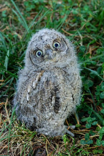 istock Eurasian Scops Owl, Otus scops 600990530