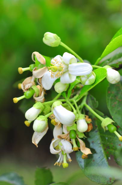 fleur de pamplemousse au printemps au vietnam - grapefruit citrus fruit water fruit photos et images de collection