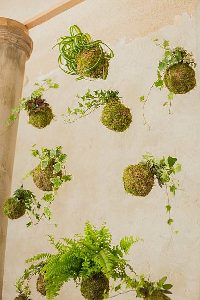 istock Decorative green shrub in form of ball 600991060